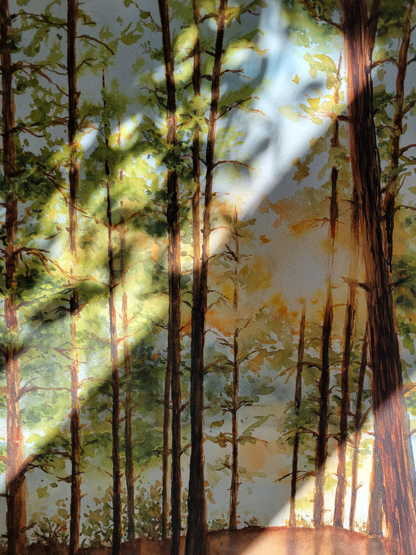 Algonquin Sunset Through the Pines | Forest Wall Art | Watercolor Print