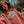 Sunset Society Crewneck - Red Afterglow