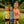 KIDS Certified Silly Goose Tee - Cotton Candy Pink